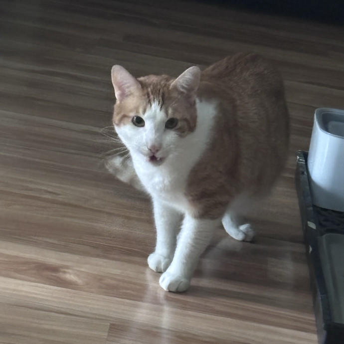 Purr-Fectly Loving Cat Momma
