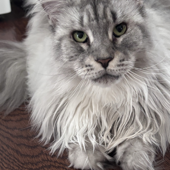 Purr-Fectly Loving Cat Momma