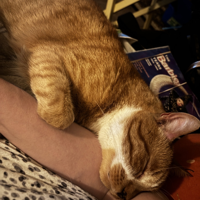 Purr-Fectly Loving Cat Momma