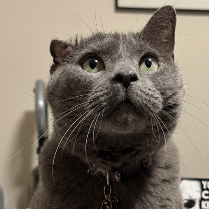 Purr-Fectly Loving Cat Momma