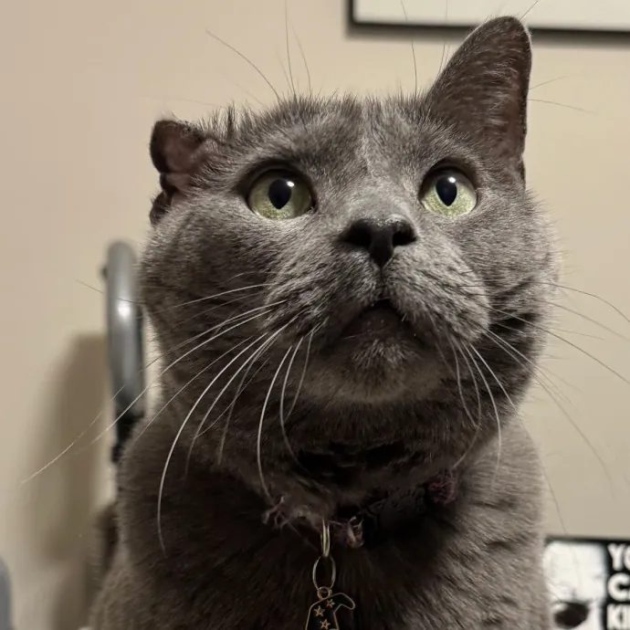 Purr-Fectly Loving Cat Momma