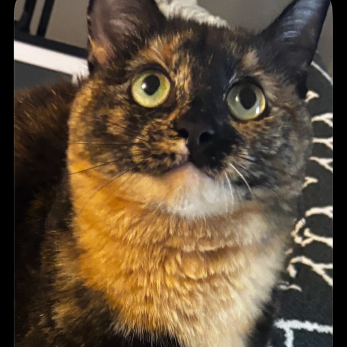 Purr-Fectly Loving Cat Momma