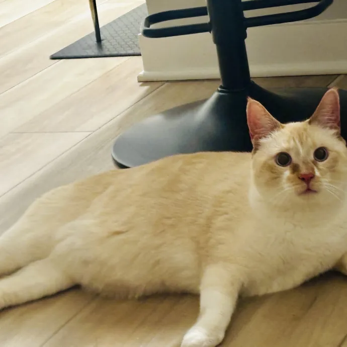 Purr-Fectly Loving Cat Momma