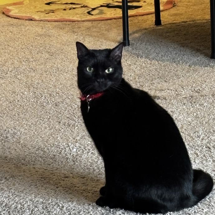 Purr-Fectly Loving Cat Momma