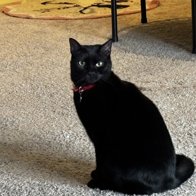 Purr-Fectly Loving Cat Momma