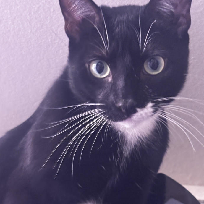 Purr-Fectly Loving Cat Momma