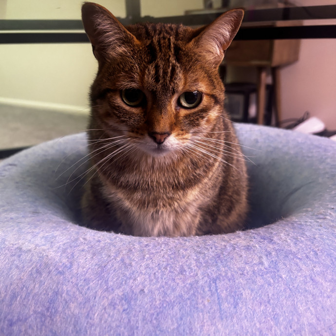 Purr-Fectly Loving Cat Momma