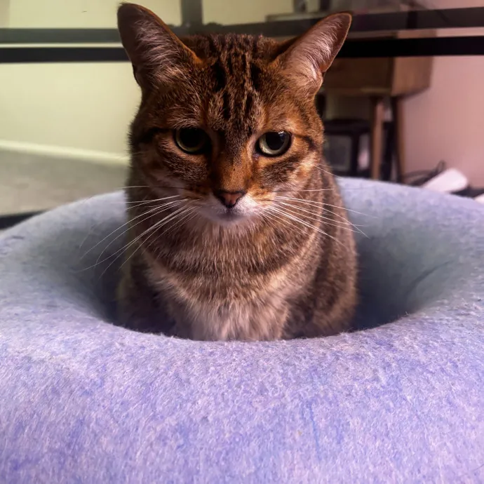 Purr-Fectly Loving Cat Momma