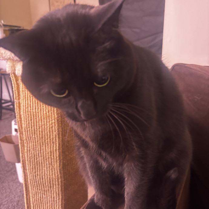 Purr-Fectly Loving Cat Momma