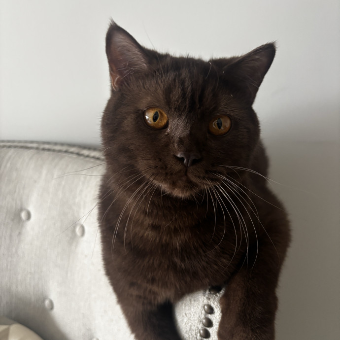 Purr-Fectly Loving Cat Momma