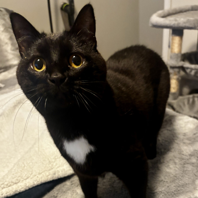 Purr-Fectly Loving Cat Momma