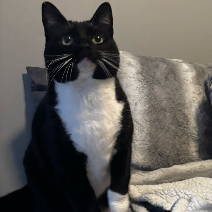 Purr-Fectly Loving Cat Momma