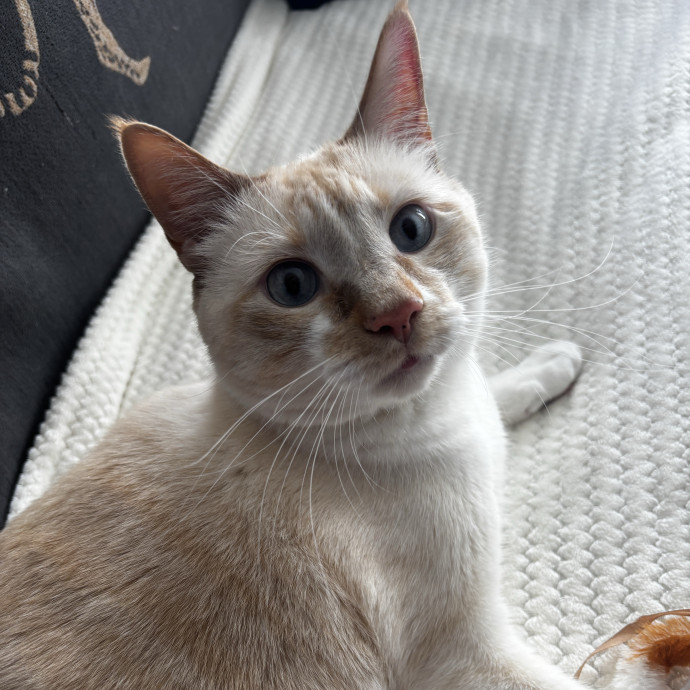 Purr-Fectly Loving Cat Momma