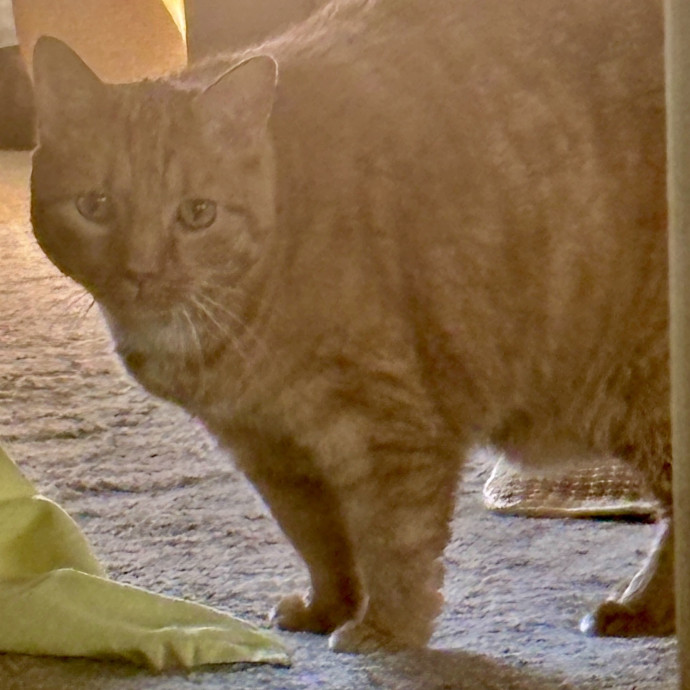 Purr-Fectly Loving Cat Momma