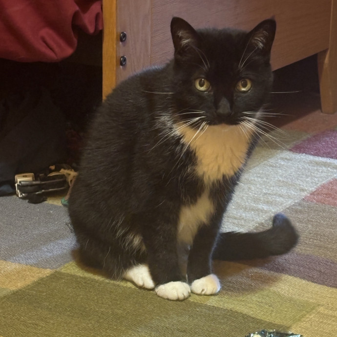 Purr-Fectly Loving Cat Momma