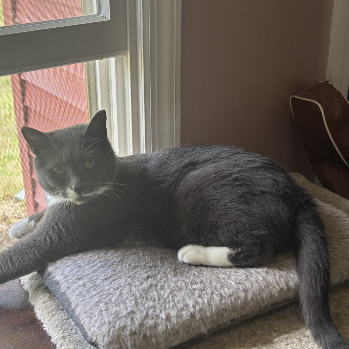 Purr-Fectly Loving Cat Momma