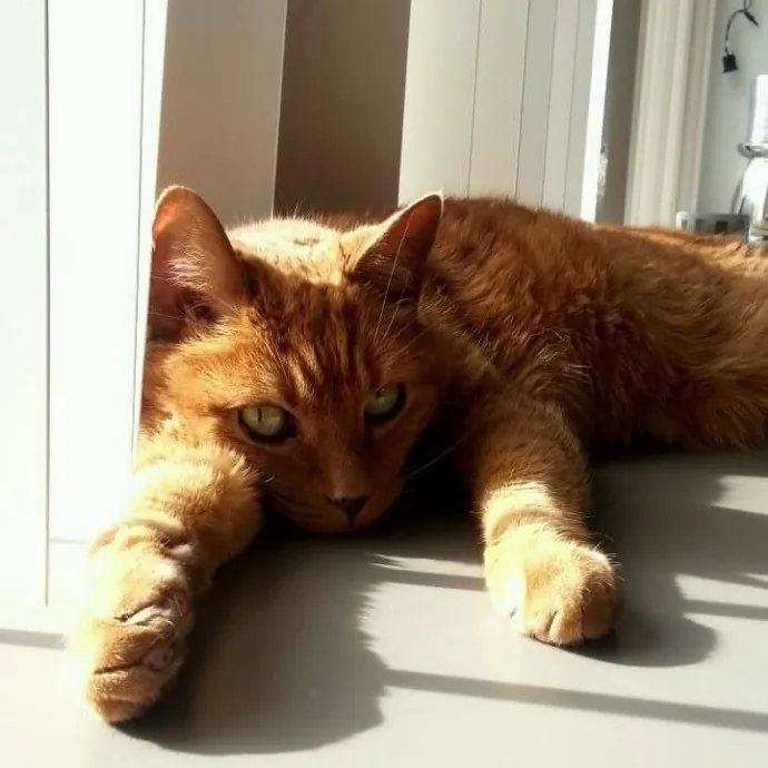 Valerie - Ca Bay Area Cat Sitter