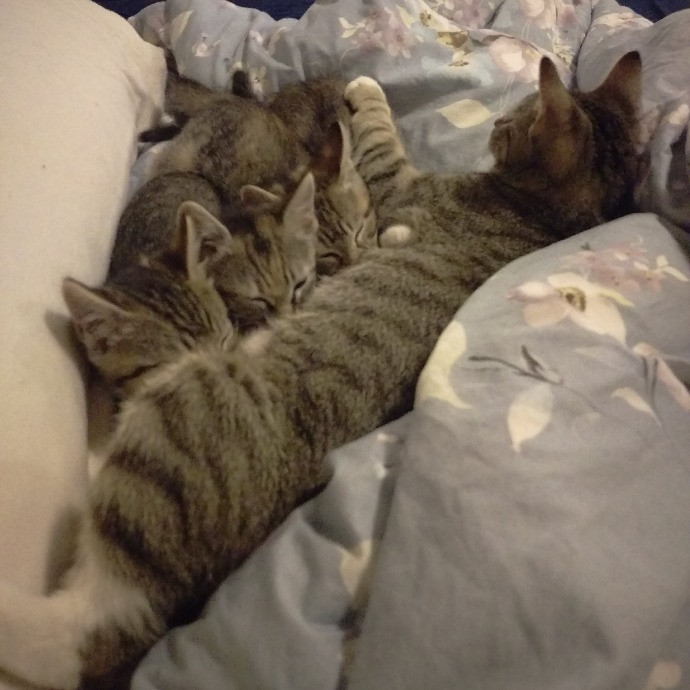 Valerie - Ca Bay Area Cat Sitter