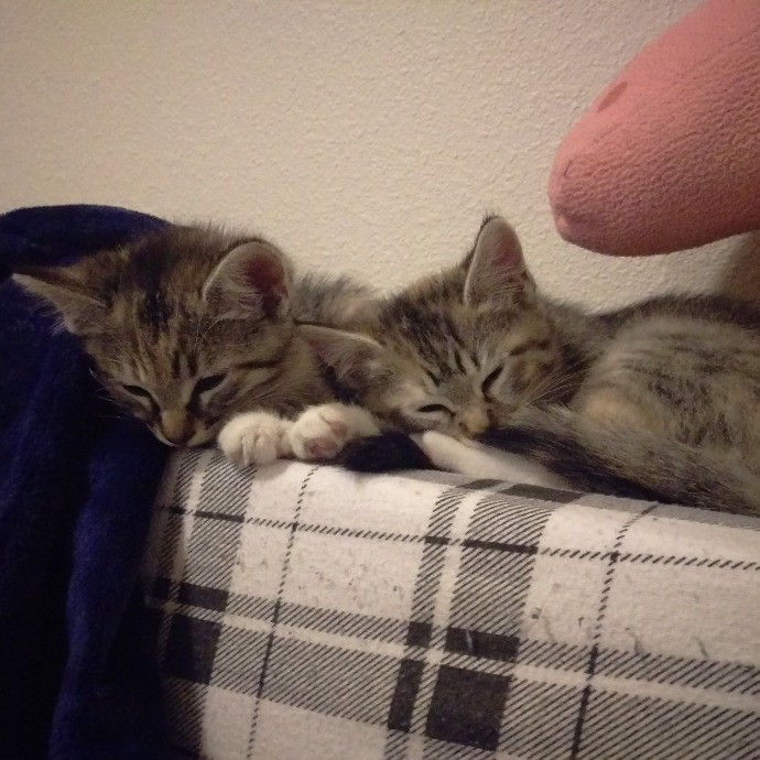 Valerie - Ca Bay Area Cat Sitter