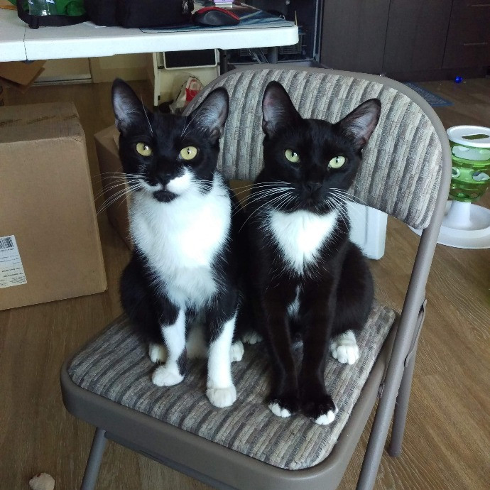 Valerie - Ca Bay Area Cat Sitter