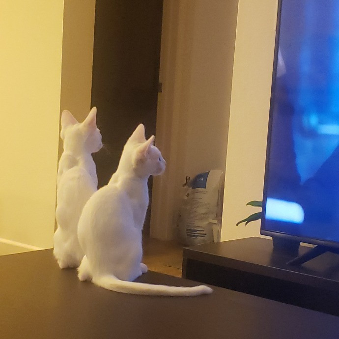 Valerie - Ca Bay Area Cat Sitter photo 3