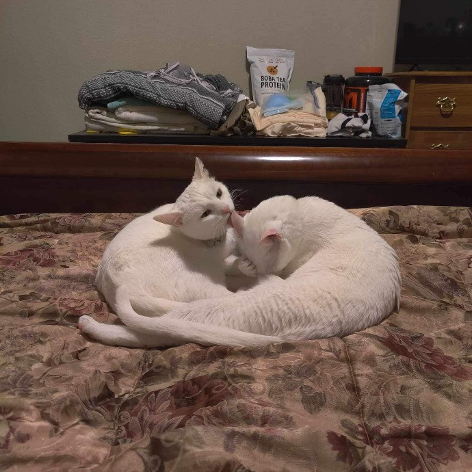 Valerie - Ca Bay Area Cat Sitter photo 2