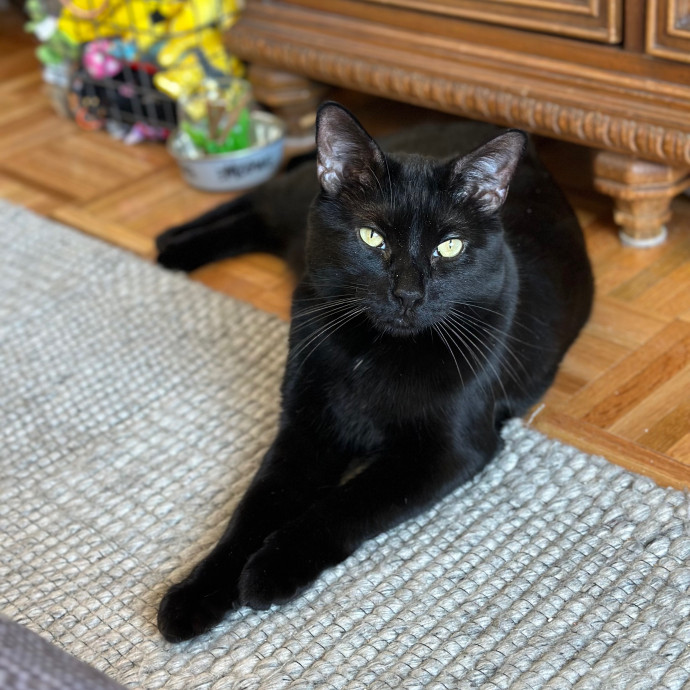 Holiday's Cat Care