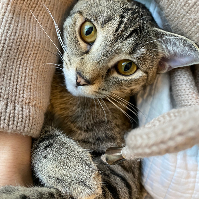Holiday's Cat Care