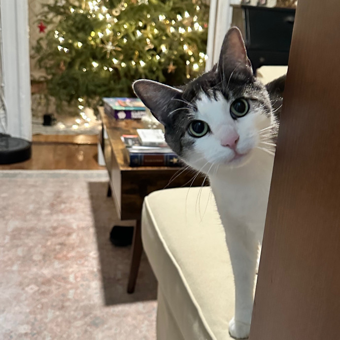 Holiday's Cat Care