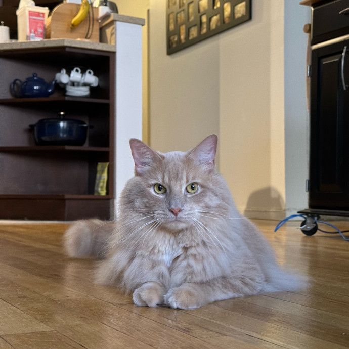 Holiday's Cat Care