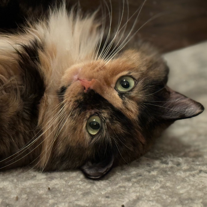 Holiday's Cat Care
