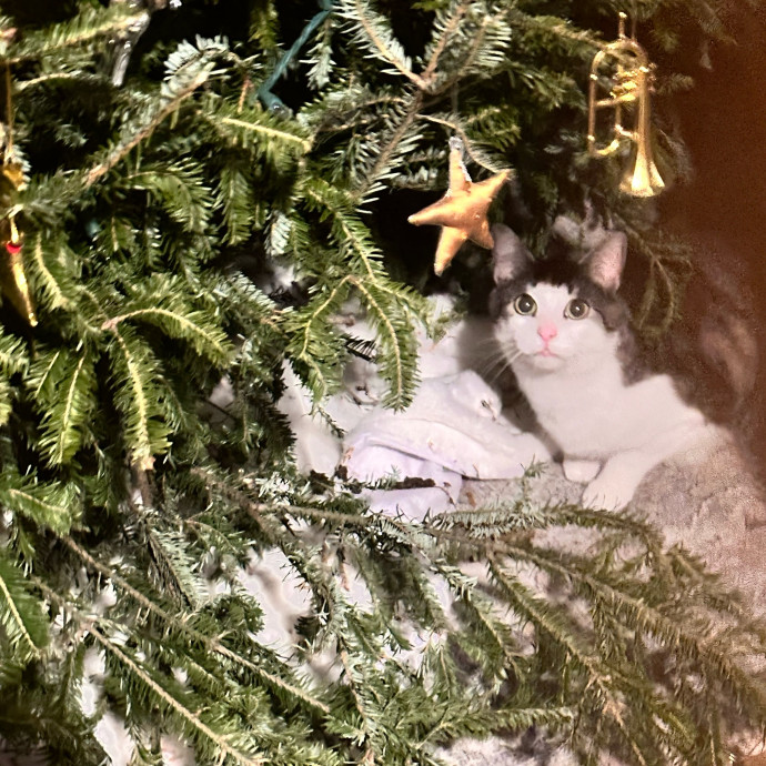 Holiday's Cat Care