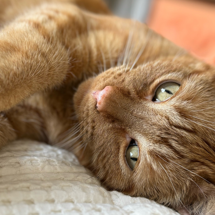 Holiday's Cat Care