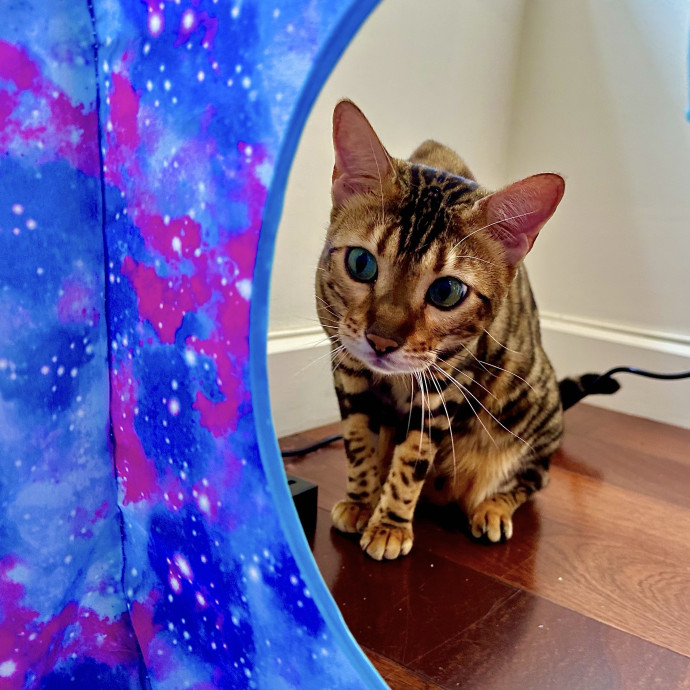 Holiday's Cat Care