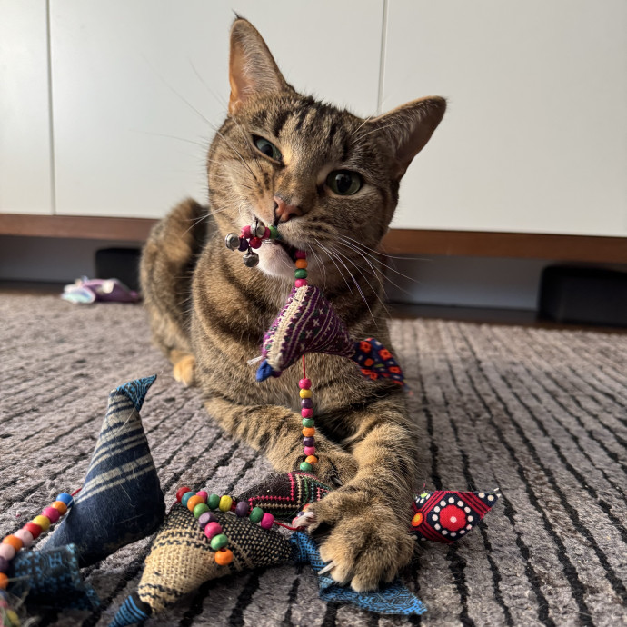 Holiday's Cat Care