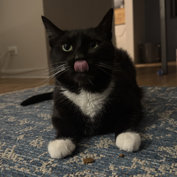 Holiday's Cat Care