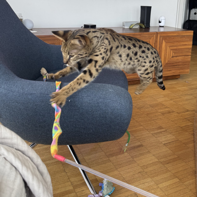Holiday's Cat Care