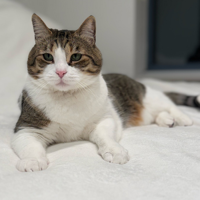 Holiday's Cat Care