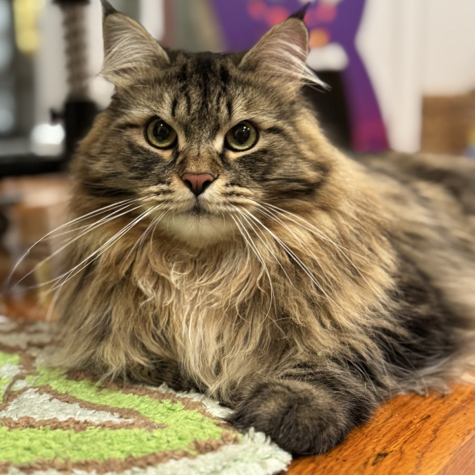 Holiday's Cat Care