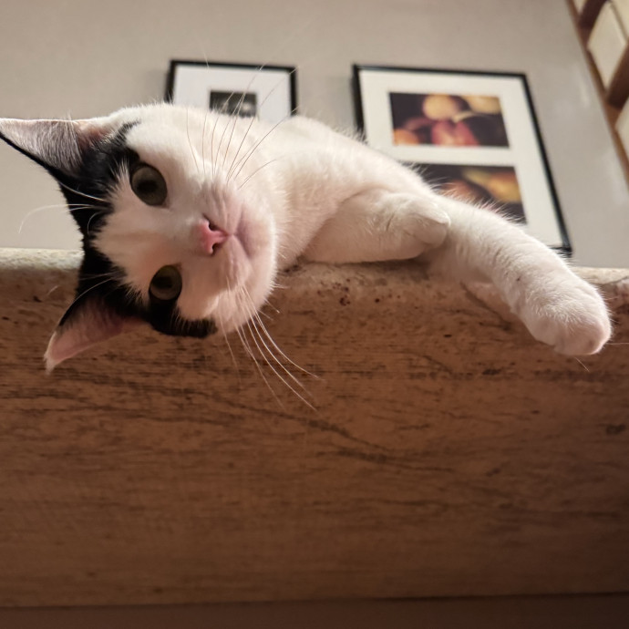 Holiday's Cat Care