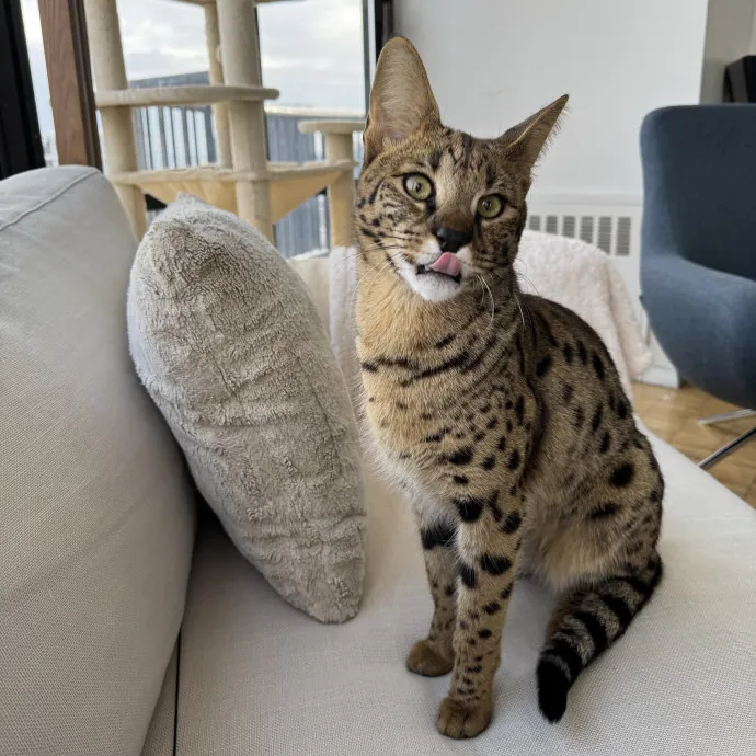 Holiday's Cat Care photo 4