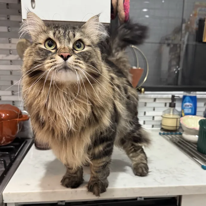 Holiday's Cat Care photo 3