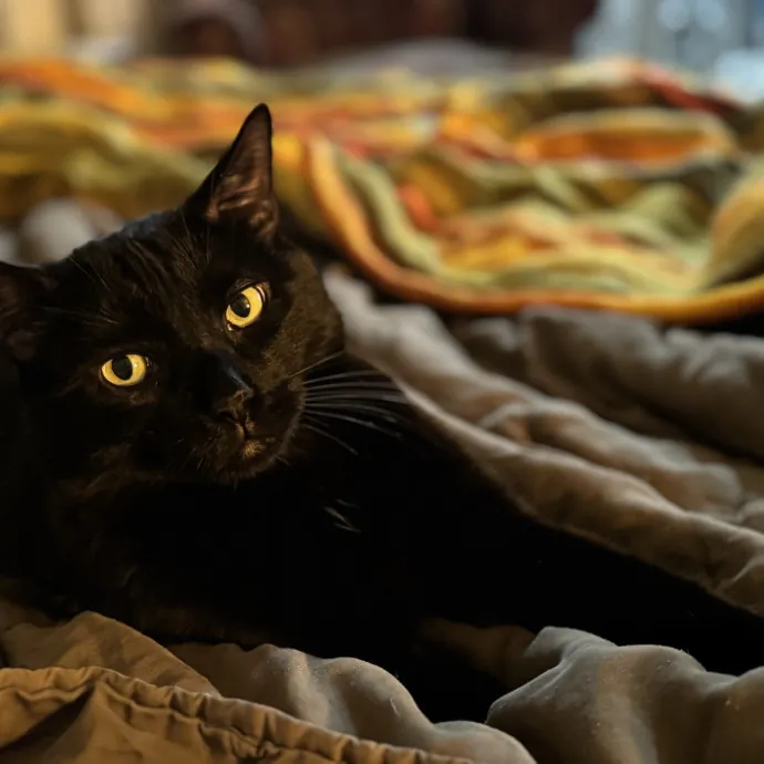 Holiday's Cat Care photo 2