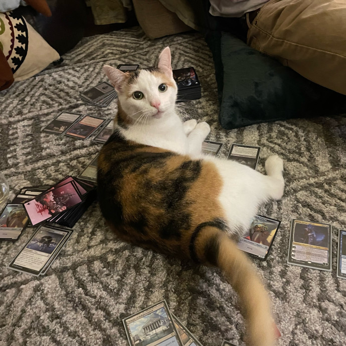 Gentle And Loving Kitty Wrangler