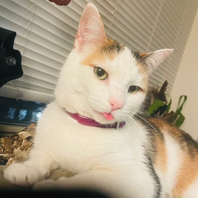Gentle And Loving Kitty Wrangler