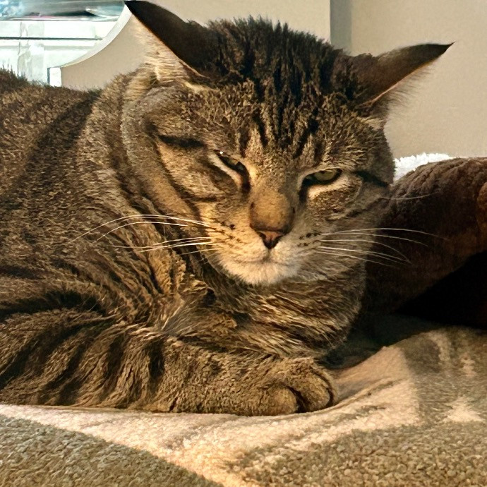 Gentle And Loving Kitty Wrangler