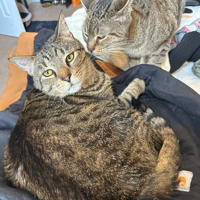 Gentle And Loving Kitty Wrangler photo 3