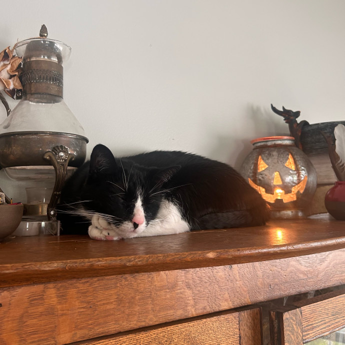 Gentle And Loving Kitty Wrangler photo 2