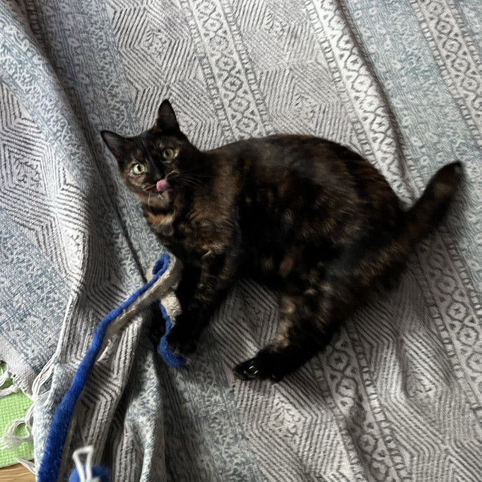 Powered By Purrs