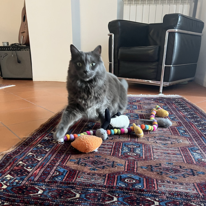 Powered By Purrs